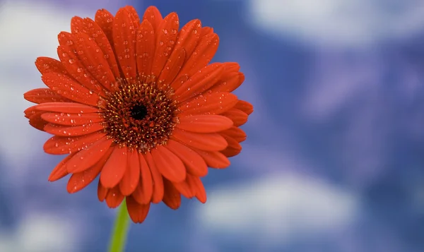 Beautiful red daisy against the sky — Stock Photo, Image
