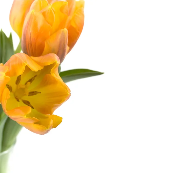 Ваза из тюльпанов — стоковое фото