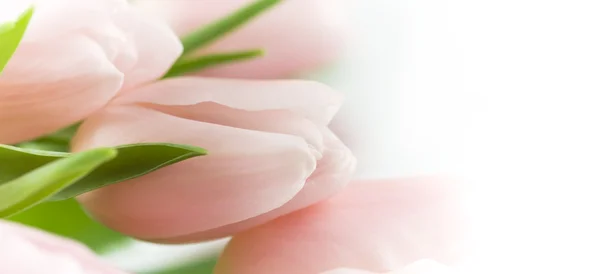 Schöne rosa Tulpen Stockbild