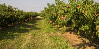 Peaches on a tree clipart