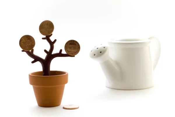 Money tree and watering-can — Stock Photo, Image