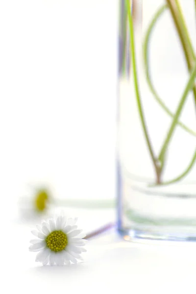 在白色背景上的玻璃的雏菊 — 图库照片