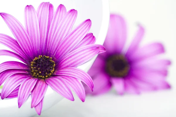 Plate and two daisies — Stock Photo, Image