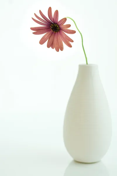 Gänseblümchen in einer Vase auf Weiß — Stockfoto