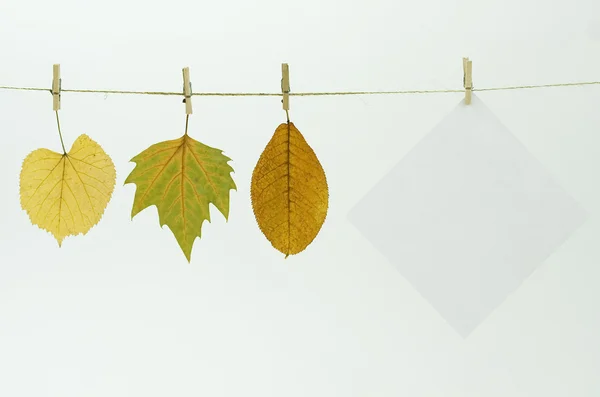 Hoja de papel en blanco y hojas de otoño en un —  Fotos de Stock