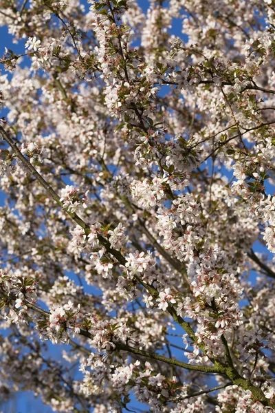 Árvore de flores — Fotografia de Stock