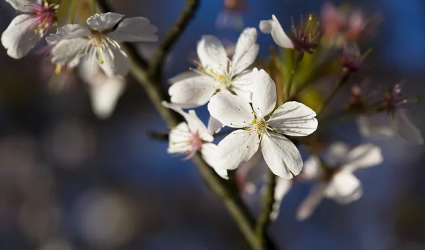 Närbild träd blossom — Stockfoto