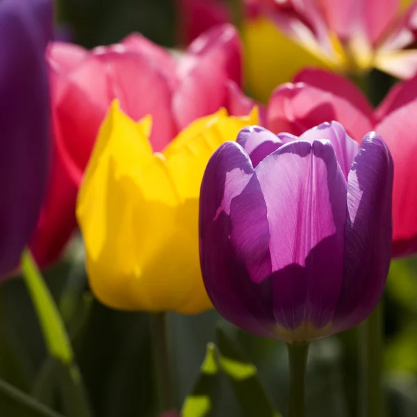 Tulipanes en el jardín — Foto de Stock