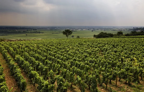 Vineyard in Burgundy — Stock Photo, Image