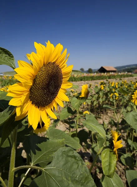 Sommar fält av solrosor — Stockfoto