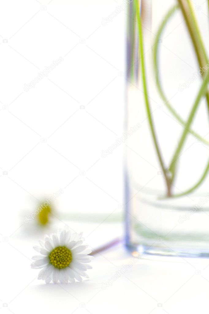 Daisies in the Glass on white background