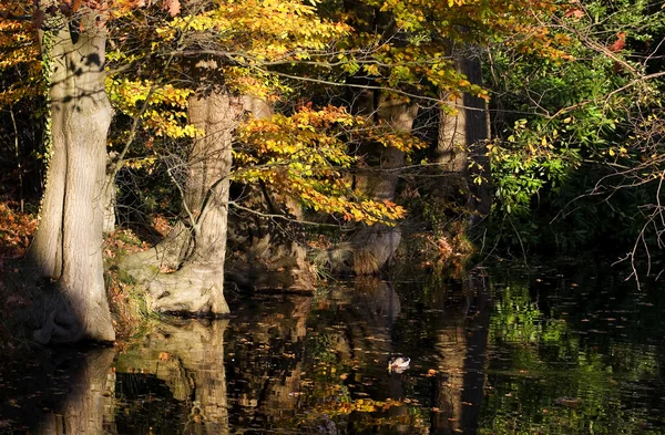 stock image Autumn