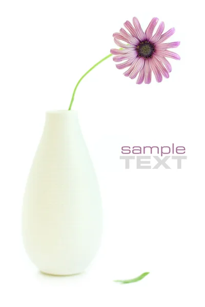Дейзи в вазе на белом — стоковое фото