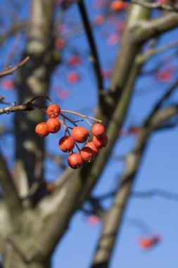 Rowanberry