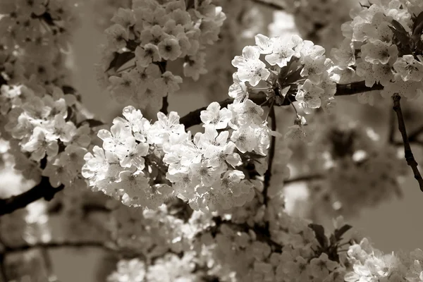 Cherry tree branch in bloom. Sepia — Stock Photo, Image