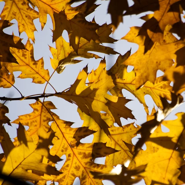 Podzim podzim listí — Stock fotografie