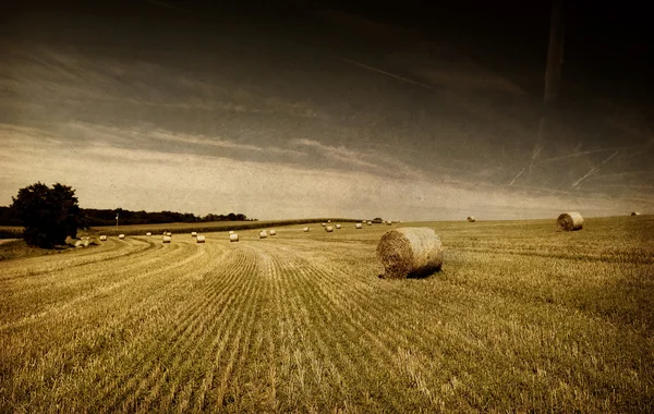 Stock image Straw bales on farmland