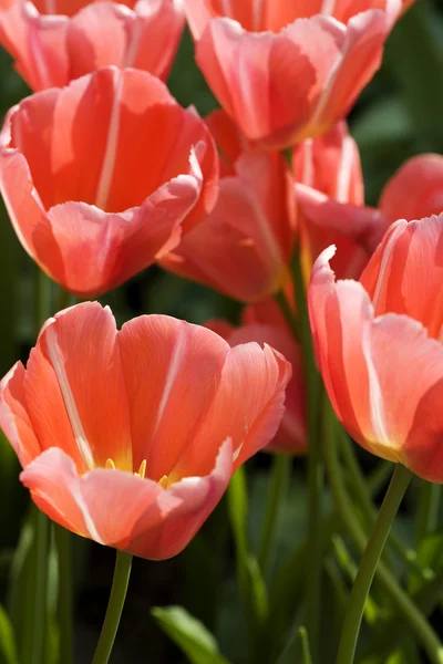 Tulipán a kertben — Stock Fotó