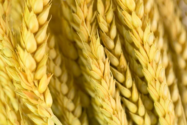 stock image Wheat