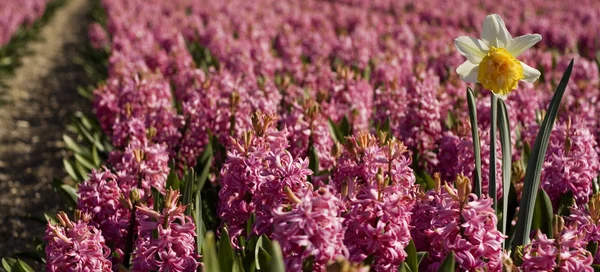Narciso en campo de jacinto púrpura — Foto de Stock