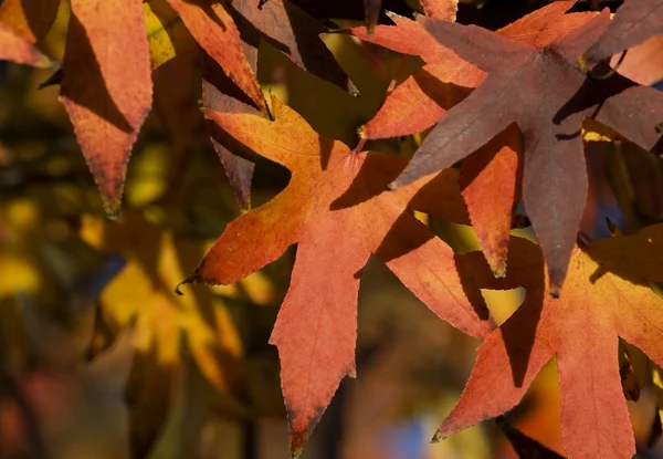 Hojas de otoño —  Fotos de Stock