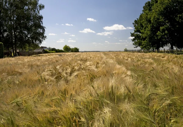 stock image Wheat