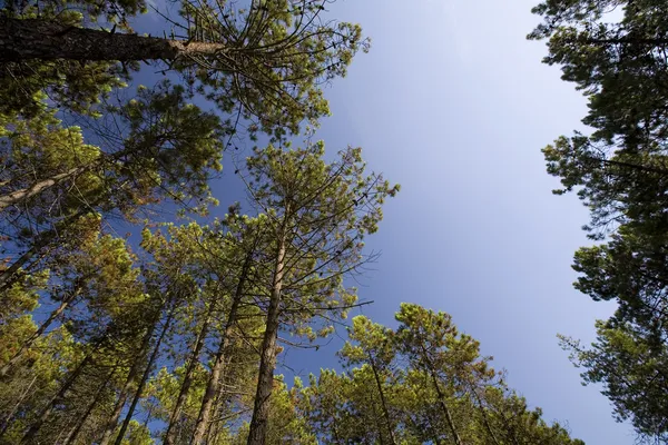 Высокий сосновый лес — стоковое фото