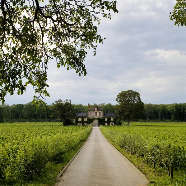 Vingård i Bourgogne — Stockfoto