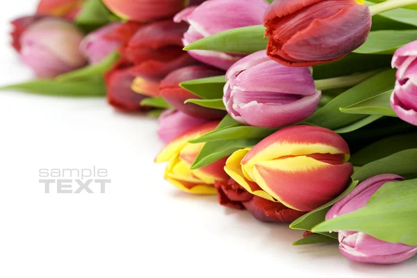 Свежие тюльпаны — стоковое фото