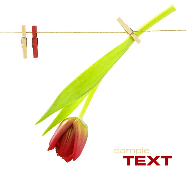 Tulipa vermelha em uma linha de roupa — Fotografia de Stock