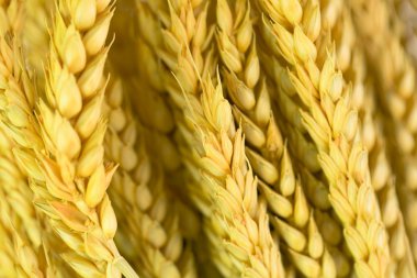 Wheat clipart