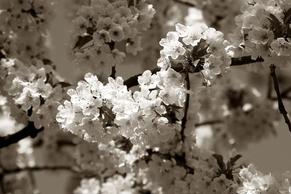 stock image Cherry tree branch in bloom. Sepia