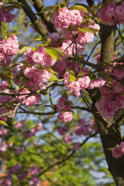 stock image Cherry blossom