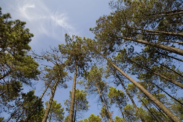 stock image TALL PINE FOREST