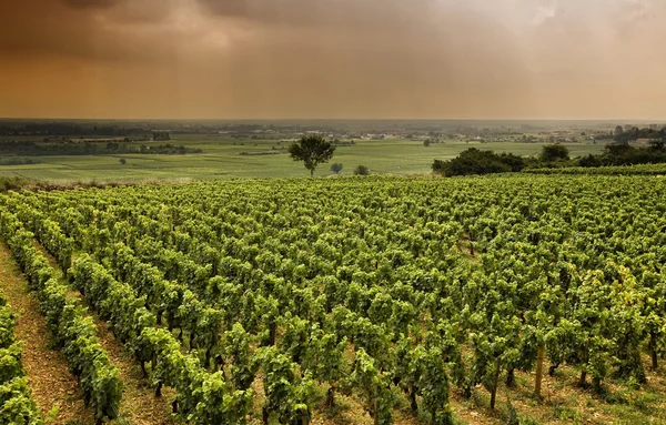 Vineyard in Burgundy — Stock Photo, Image