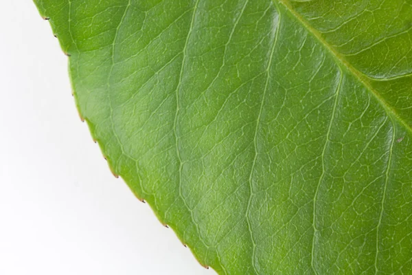 Tekstur dari daun hijau — Stok Foto