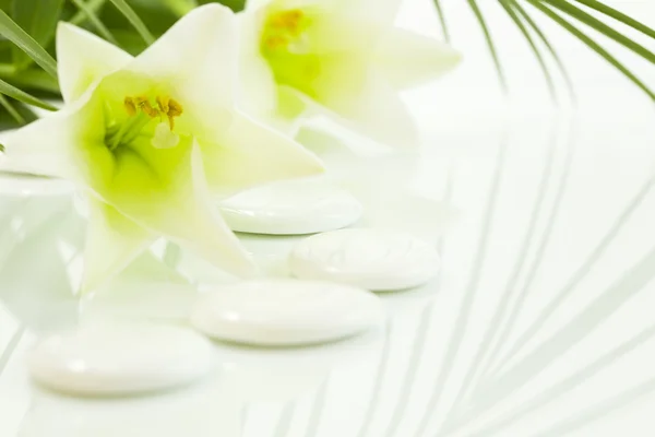 Pebbles and flowers (SPA concept) — Stock Photo, Image