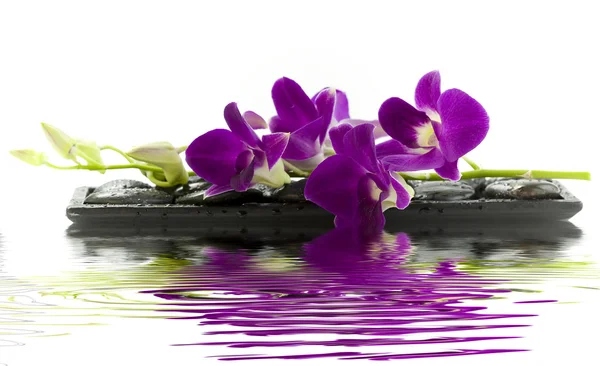 Schöne lila Orchidee Stockbild