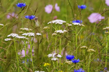 Wild Flowers clipart