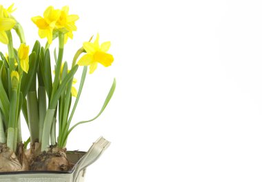 Daffodils clipart