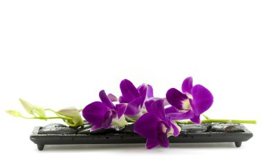 Beautiful purple orchid clipart