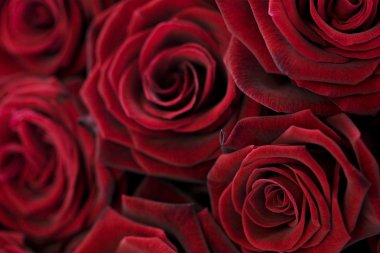 Macro image of dark red roses clipart