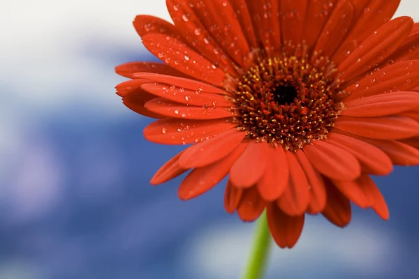 Prachtige daisy tegen de hemel — Stockfoto