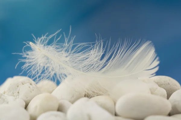 White feather — Stock Photo, Image