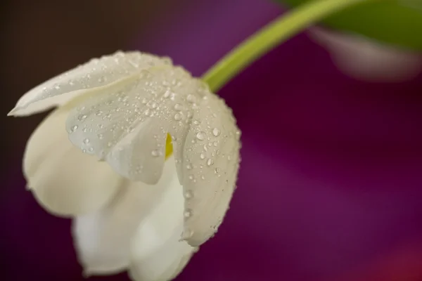Hvid tulipan - Stock-foto