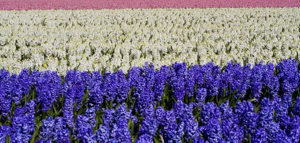 Hyacinth fields — Stock Photo, Image