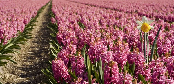 Daffodil in purple hyacinth field — Stock Photo, Image