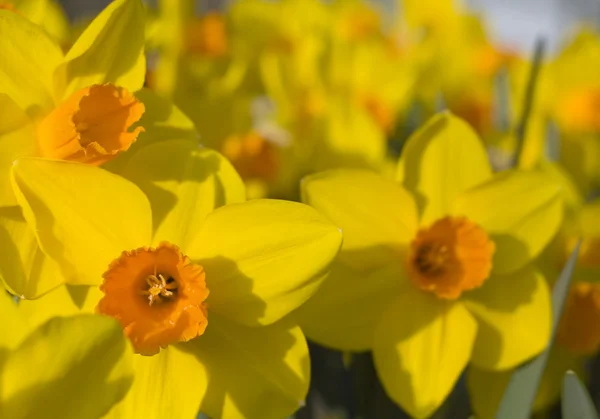 Daffodilos — Fotografia de Stock
