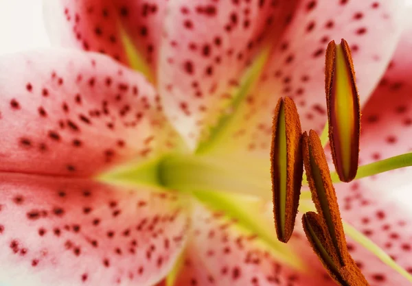 Close up van lily — Stockfoto