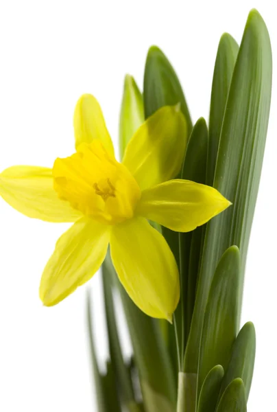 Daffodil fresco — Fotografia de Stock